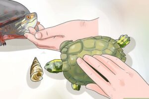 How Do I Make My Turtle Happy? 3