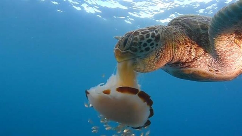 What Type Of Turtles Eat Jellyfish