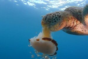 Do Green Sea Turtles Eat Jellyfish? 6