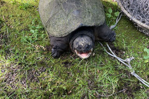 How Did The Common Snapping Turtle Get To Oregon 4