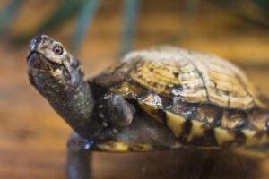 12 Reasons Not To Buy A Pet Turtle Or Tortoise 7