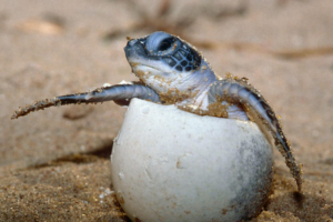 How Many Eggs Do Hawksbill Sea Turtles Lay 2