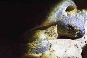 Can Tortoises See In The Dark? 6