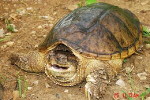 Can I Keep A Common Snapping Turtle In Tennessee 6