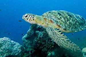 Is The Green Sea Turtle Native To Australia 7