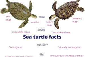 Interesting Facts About Green Sea Turtles 8