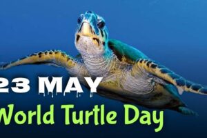 World Turtle Day (May 23rd) 6