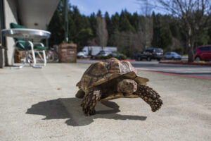 Turtle Power! The Pet Shop Where This Tortoise Lives Is Open 5