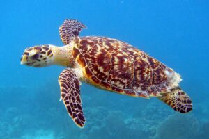 How Do Hawksbill Sea Turtles Adapt To Their Habitat 3