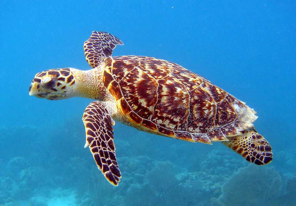 how-do-hawksbill-sea-turtles-adapt-to-their-habitat