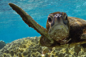 How Old Do Green Sea Turtles Live 8