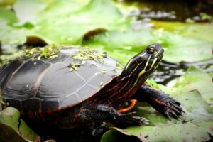 Can You Keep Painted Turtles As Pets 8