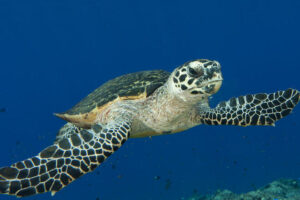 Is A Hawksbill Sea Turtle A Herbivore 10