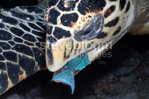 What Kind Of Fish Does The Hawksbill Sea Turtle Eat 6