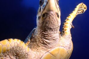 Is A Hawksbill Sea Turtle A Carnivore 3