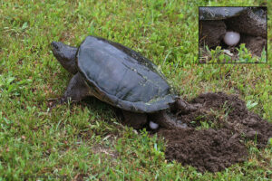 How Many Eggs Does A Common Snapping Turtle Lay 5