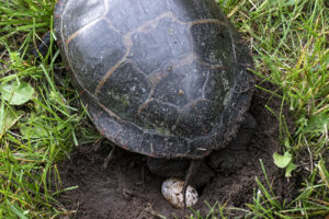 When Do Painted Turtle Eggs Hatch 5