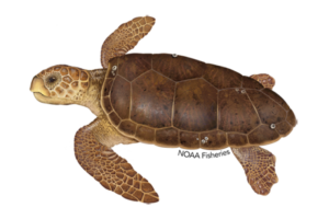 How Many Loggerhead Sea Turtles Are Left 9