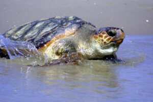 Are Loggerhead Sea Turtles Nocturnal 4