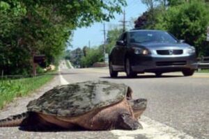 How To Help A Snapping Turtle Cross The Road 1