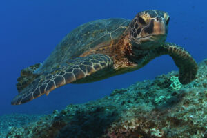 How Can We Protect Green Sea Turtles? 1