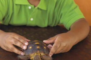 How Do You Get A Turtle To Trust You? 7