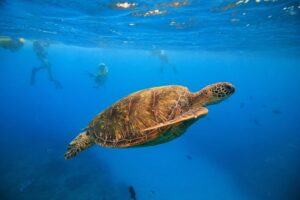 Snorkel With Turtles At Turtle Canyon 3