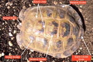 How Do I Know If My Tortoise Is Happy? 5