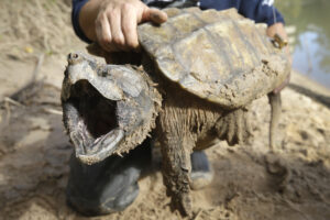 Can You Shoot Common Snapping Turtles In Florida 1