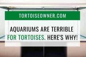 Aquariums Are Terrible For Tortoises: Here’s Why! 4