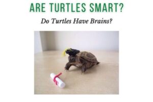 How Smart Is A Turtle? 2