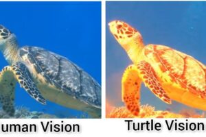 How Do Turtles See The World? 2