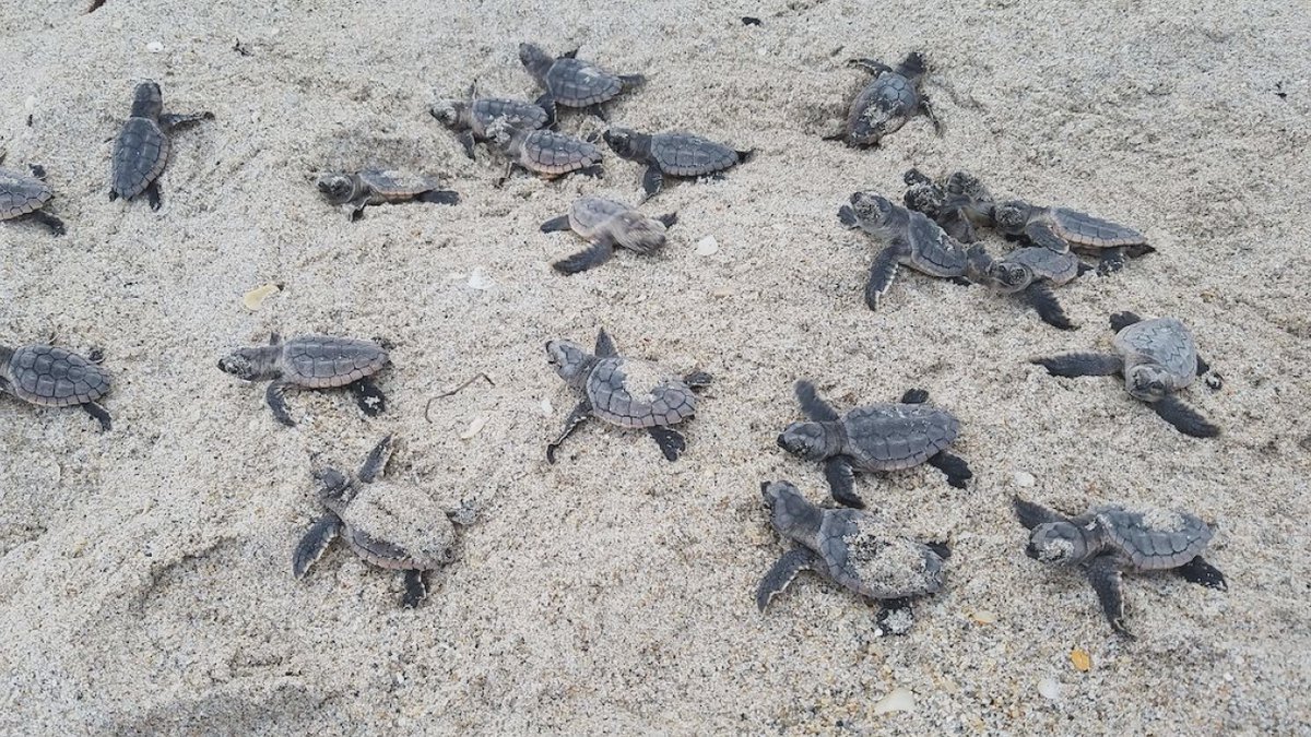 Current Sea Turtle Nesting Season