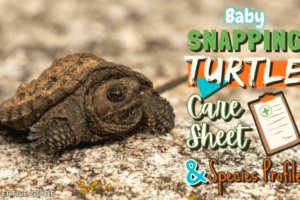 Baby Snapping Turtle Care Guide & Species Profile 8