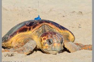 Sea Turtle Tracking: Active Sea Turtles 7