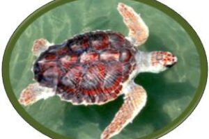 Are Loggerhead Sea Turtles Found In The Gulf Of Mexico 1