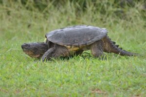 How Do Common Snapping Turtles Adapt To Their Environment 3