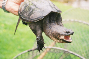 How Long Do Common Snapping Turtles Get 1