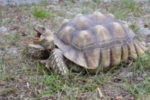 How Do Tortoises Sleep 9