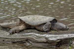 Do Common Snapping Turtles Bask 6