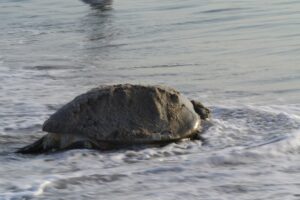 Sea Turtle Nesting Season On Melbourne Beach 4