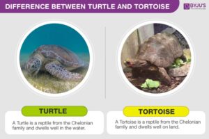 Turtle Vs Tortoise: 8 Key Differences Between These Reptiles 4