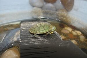 Do Painted Turtles Hibernate 6