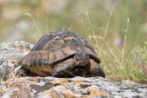 Do Pet Tortoises Recognize Their Owners? 8