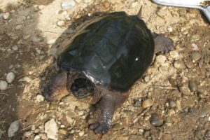 How Long Do Common Snapping Turtles Stay Underwater 9