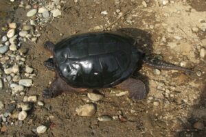 How Long Can Common Snapping Turtles Hold Their Breath 10