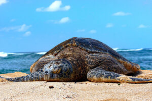 How Does Climate Change Affect Green Sea Turtles? 5