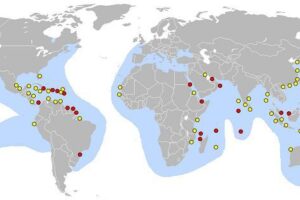 Where Are Hawksbill Sea Turtles Found 4