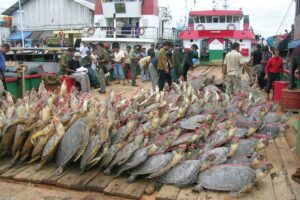 Thousands Of Sea Turtle Scutes Intercepted In Miami 6