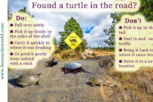 What To Do If You Find A Turtle In The Road 6